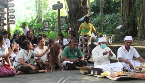 NUSABALI Diminati Wisatawan Upacara Tumpek Uye Di Bali Safari