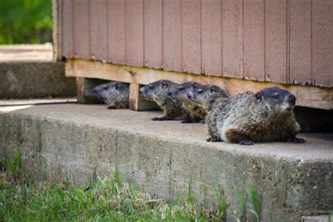 Groundhogs Do More On Post Than Predict The Weather Article The