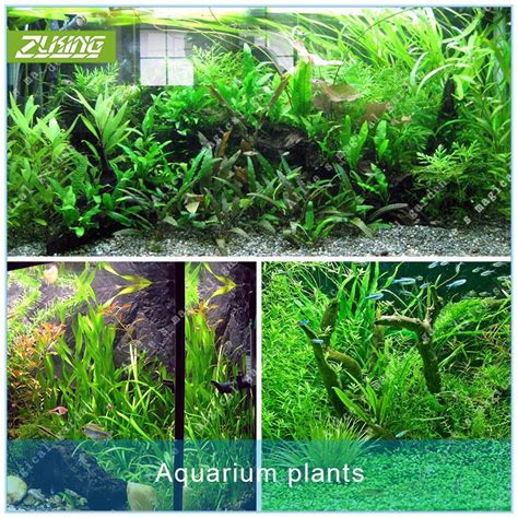 Aquarium Grass Types