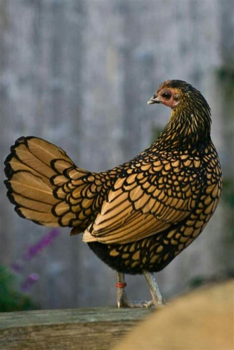 Golden Sebright Bantam