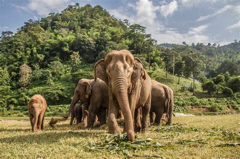 Elephant Tourism Its Your Planet