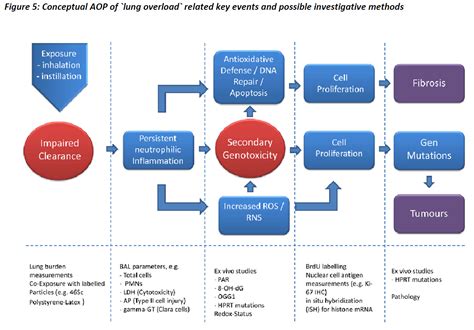 Adverse Outcome Pathway Ecetoc