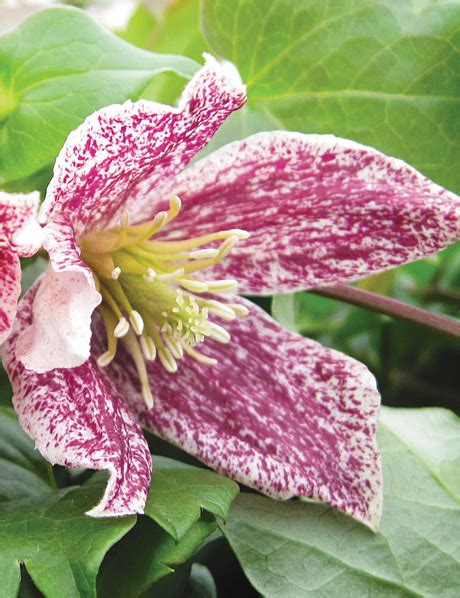 Clematis Tesselaar