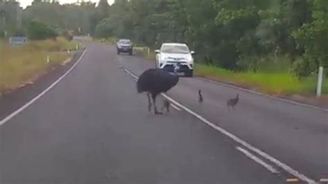 Cassowary Attacks Car