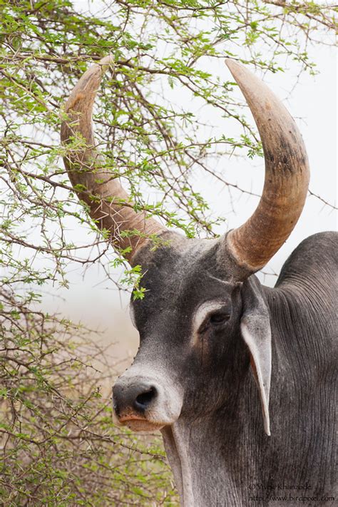 Indian (Zebu) Cattle Breeds - birdpixel