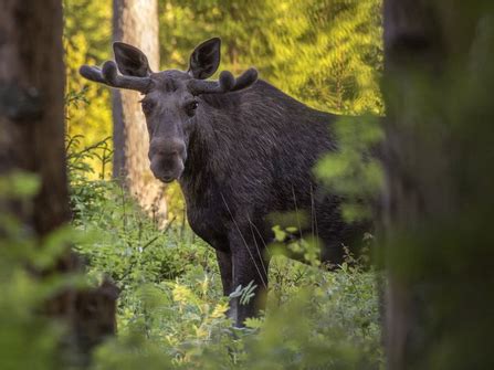 Reis Naar Zweden Met Noorderhuis Wild Van Het Hoge Noorden