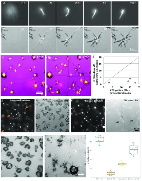 Platelet Spreading And Visualization Of Microtubule Extensions A