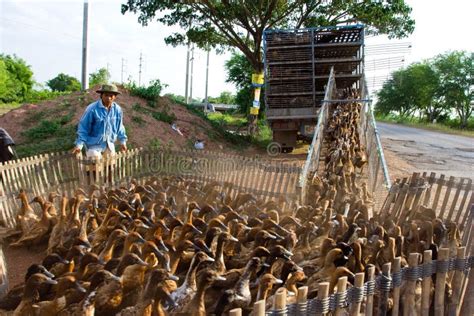 Duck Farm Editorial Photography - Image: 19380277