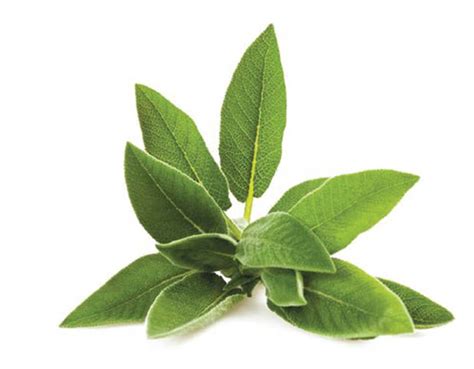 The meaning and symbolism of the word - «Sage (the herb)»