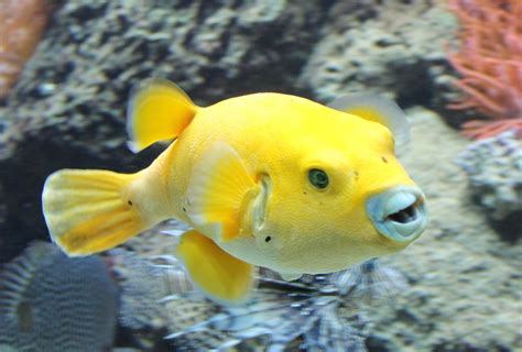 Golden Puffer Arothron Citrinellus Zoochat