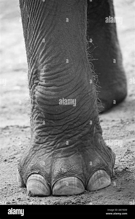 Elephant foot anatomy Black and White Stock Photos & Images - Alamy