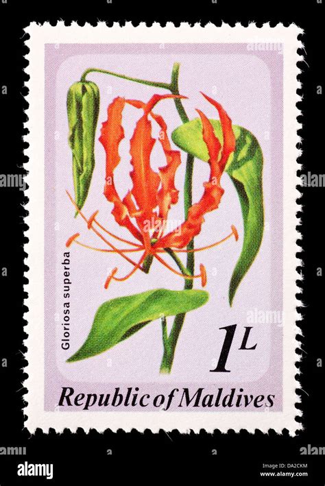 Postage Stamp From Maldives Depicting Flame Lily Flowers Gloriosa