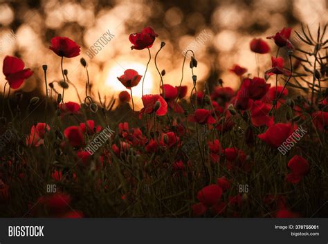 Beautiful Field Red Image & Photo (Free Trial) | Bigstock