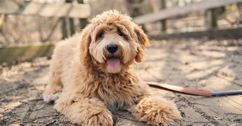 Labradoodle A Z Animals