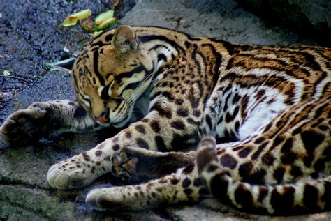 Sleeping Ocelot by MicWits101 on DeviantArt