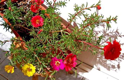 Portulaca Grandiflora Bunga Pukul Sembilan Nan Cantik Manis Alamendah