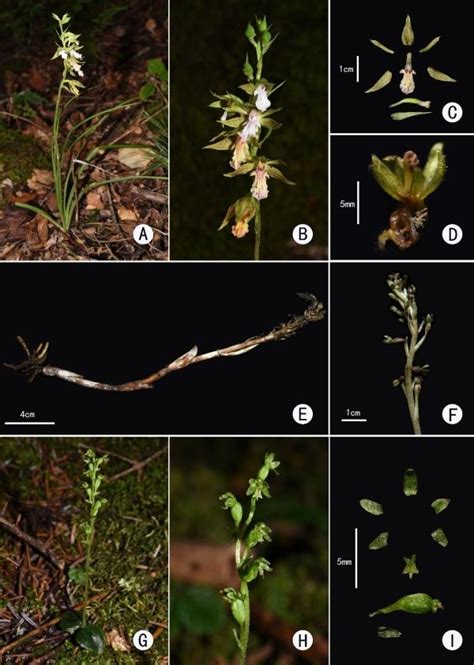 武漢植物園在四川發現蘭科植物一新物種和六個新記錄種 每日頭條