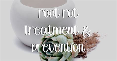 Root-rot-treatment-prevention - SUCCULENTdotCARE