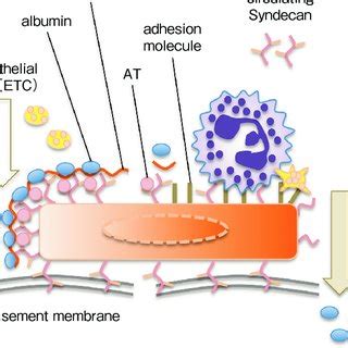 Structure of glycocalyx: the backbone molecules, glycoproteins and ...