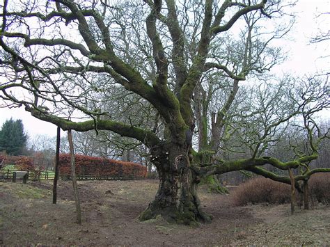 Shakespeare News: THE BIRNAM OAK The Birnam Oak and its neighbour...