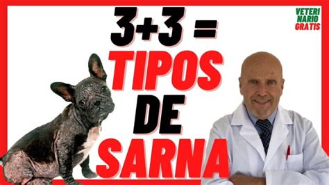 Guía completa para tratar la sarna en perros causas síntomas y