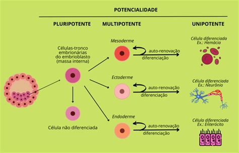 C Lulas Tronco Atlas Interativo De Biologia Celular