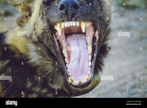 Dog With Mouth Open Showing Teeth Hi Res Stock Photography And Images