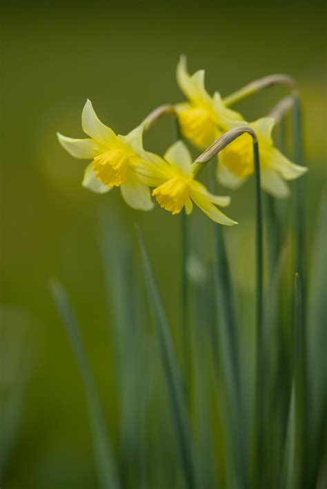 Daffodils Narzisse Narcissus Sony Alpha With Fe Mm Flickr