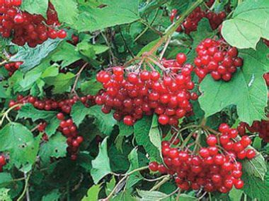 Highbush Cranberry Identification Leaves Bark Habitat Viburnum