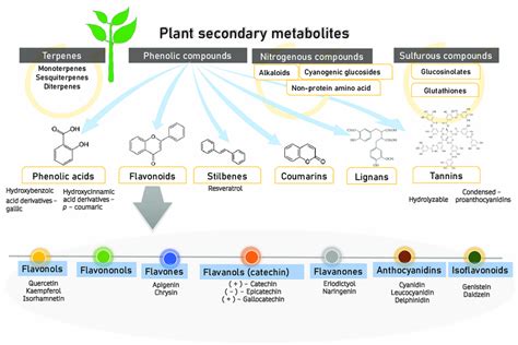 Plant Secondary Metabolites Four Groups Of Major Secondary Metabolites