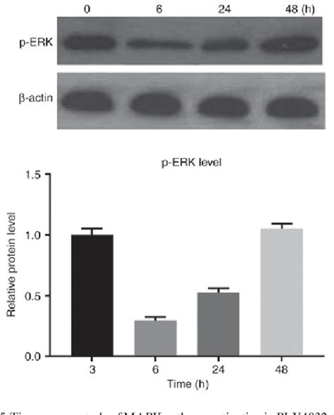 Figure From Egfr Inhibition Enhances The Antitumor Efficacy Of A