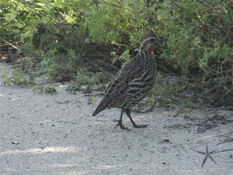 Codorniz yucateca Aves del Instituto Tecnológico de Conkal iNaturalist