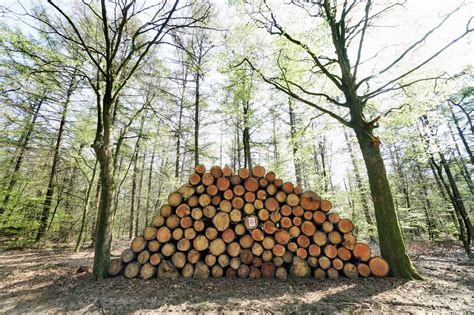 Opinie Stop De Houtkap En Verrommeling Van Het Bos Nrc