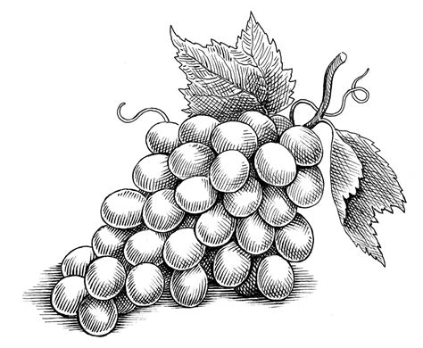 grapes drawing fruit  caitlin gilles blog