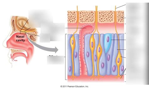 olfactory epithelium Diagram | Quizlet