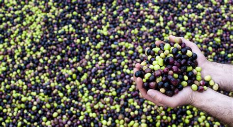 olive boffin high quality premium extra virgin olive oils