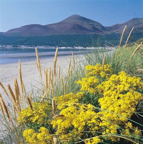 Murlough National Nature Reserve Newcastle See 221 Reviews Articles