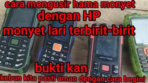 Cara Mengusir Hama Monyet Masuk Ke Kebun Dengan Hp Youtube