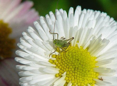 Leptophyes Punctatissima Punktierte Zartschrecke