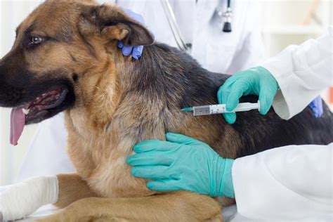 The Importance Of Pet Vaccinations