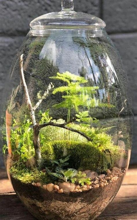 Inspiring Bonsai Terrarium Jars Design Ideas To Try 47 Mini Terrarium