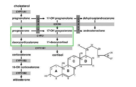 Medical Mojave: Cortisol Synthesis