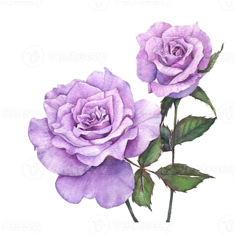 Purple Rose Watercolor Painting Png