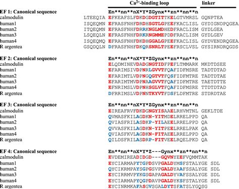 Calcium‐binding Motifs The Sequence Of The Calmodulin‐like C‐terminal