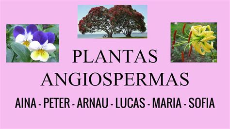 Calam O Revista Sobre Plantas Angiospermas