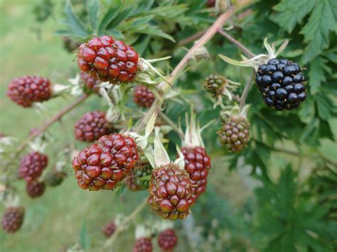 Blackberries Berry Nature Free Photo On Pixabay Pixabay