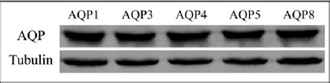 Figure 1 From Differential Expression Of Aquaporins In Cervical