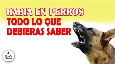 S Ntomas De La Rabia En Perros Youtube