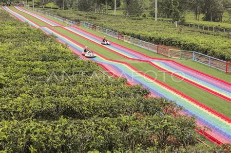 Wisata Alam Kebun Teh Goalpara Sukabumi Antara Foto