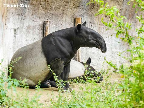 馬來貘「貘克」疑熱衰竭亡 北市動物園：明解剖釐清死因 ｜ 公視新聞網 Pnn